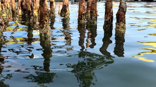 Reflection of the roots of mangrove trees creating an abstract design on the surface of the lake | Sambranikodi Island, Ashtamudi Lake, Kollam, Kerala, India