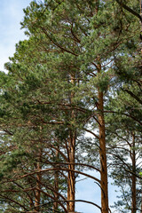 Fototapeta premium Sunlit Pine Trees in a Dense Forest Canopy With Blue Sky and Natural Textures
