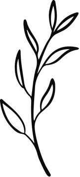 Hand Drawn Ruscus Leaf Line Art, Minimalist Eucalyptus Stem Sketch Vector, Simple Botanical Branch Illustration for Eco-Friendly Branding and Modern Wedding Stationery