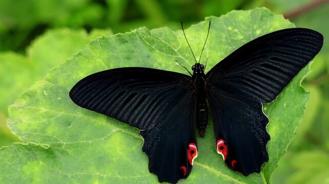 Macro shot of spangle butterfly papilio protenor newly emerged after extended diapause perched calmly on vibrant green leaf in spring season morning light in himachal pradesh india.
