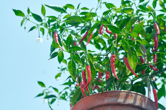 red hot chilli pepper plant. The cultivar is Beldanga Green Chilli, originated from Beldanga, located in the Murshidabad district of West Bengal. A widely available popular variety in Bengali cuisine.
