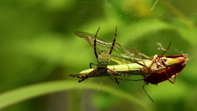 Close up of Argiope aemula spider feeding on trapped grasshopper while cotton bug scavenges prey remains in monsoon ecosystem Himachal Pradesh India.