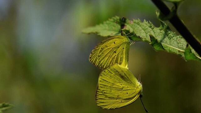 Closeup video of Eurema brigitta, also known as the small grass yellow butterfly, mating on a fresh green leaf in a natural forest habitat during monsoon season in Himachal Pradesh, India.