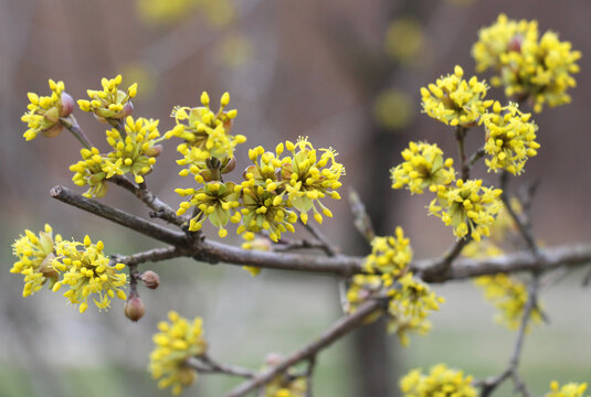 In nature, cornel is real (Cornus mas) blooms