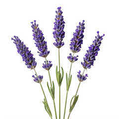 Fototapeta premium A bunch of purple lavender flowers isolated on white background