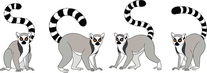 Set of ring tailed lemurs in different poses isolated on white background wildlife primate vector illustration collection © Prodip