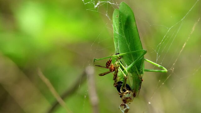 Closeup of leaf katydid trapped in spider web with paper wasp and metallic fly feeding interaction in natural habitat, Himachal Pradesh India
