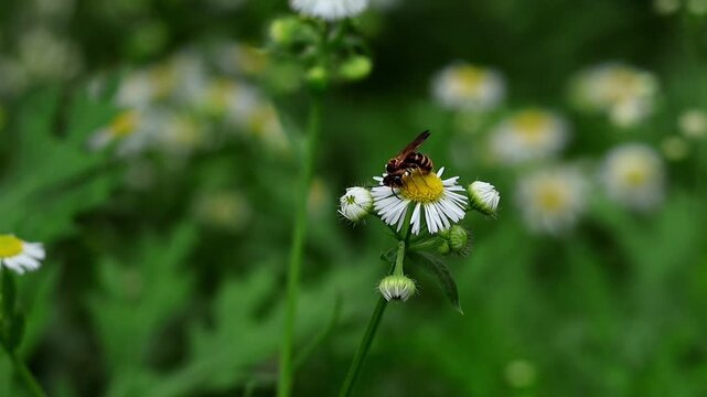 Closeup slow motion footage of a Lipotriches species sweat bee pollinating Erigeron annuus flowers in a natural monsoon habitat of Himachal Pradesh India.