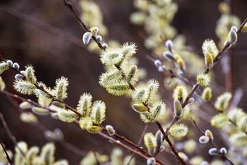 Flowering branch of willow (Salix caprea) © orestligetka