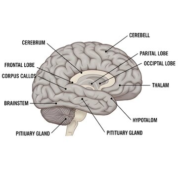 Sagittal illustration of the human brain labeling cerebrum, frontal, parietal and occipital lobes, corpus callosum, thalamus, hypothalamus, cerebellum, brainstem and pituitary gland, ideal for introdu