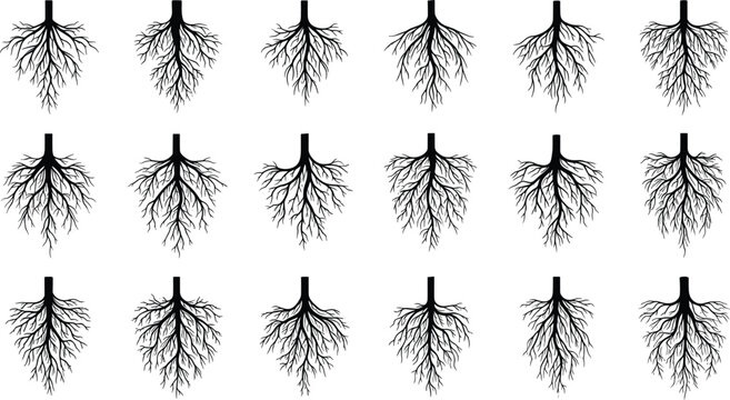 Large collection of black vector tree root systems featuring detailed organic line art silhouettes of plant underground branching for nature science and environmental growth designs.