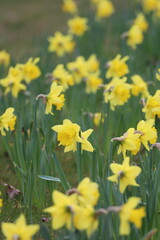 Obraz premium yellow flowers in spring