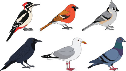 Bird Species Vector Set Featuring Woodpecker, Finch, Titmouse, Crow, Seagull and Pigeon with Detailed Wildlife Illustrations for Nature Education and Design © EdGe Creative