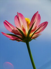 Naklejka premium A beautiful low-angle close-up of a pink cosmos flower blooming against a clear blue sky.
