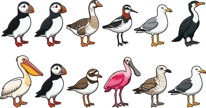 Colorful Bird Species Vector Set with Puffin, Pelican, Flamingo, and Seagull Illustrations for Wildlife, Nature, and Animal Art