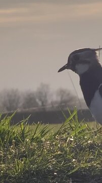 Kiebitz (Vanellus vanellus) Nahaufnahme,Kiebitz l&auml;uft nah an der Kamera vorbei im Abendlicht im Naturpark D&uuml;mmer