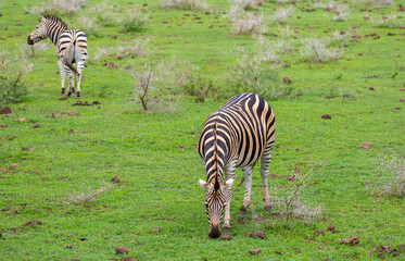 Obraz premium Zebras walking in a green meadow and eating grass. African zebras in the savannah. Wild animals in their natural habitat.