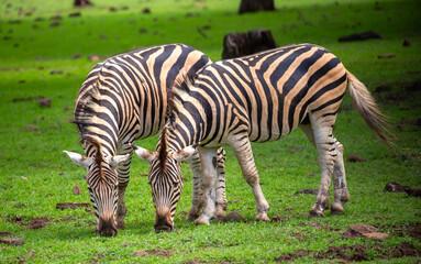 Obraz premium Zebras walking in a green meadow and eating grass. African zebras in the savannah. Wild animals in their natural habitat.
