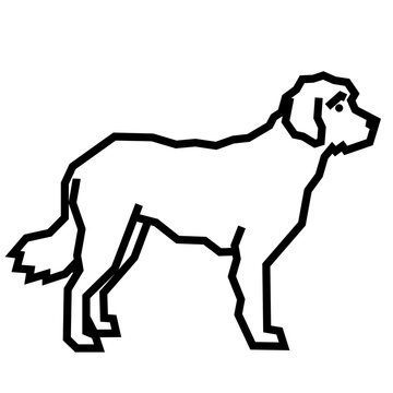 Goldendoodle
