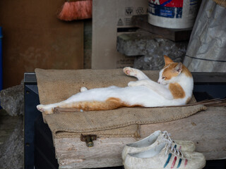 Cat from Borneo © Pawel Kaczmarski