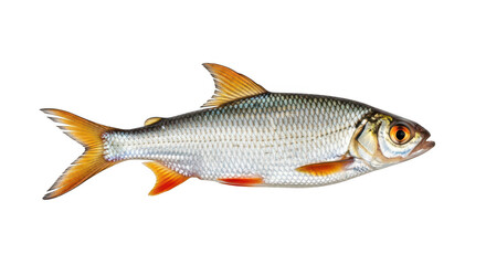 Fototapeta premium A colorful redfish swimming in clear blue ocean waters isolated on white background