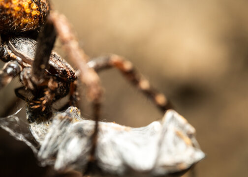 Spinne mit Beute