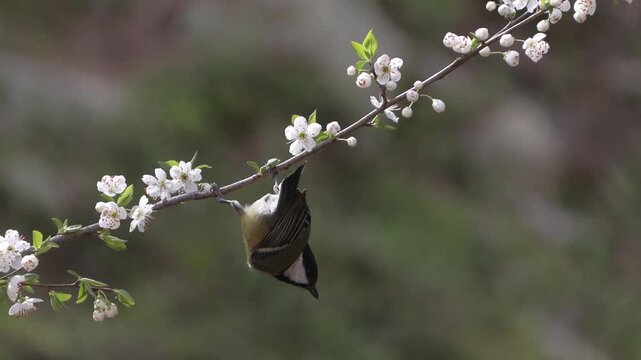 Great tit (Parus major) Cinciallegra	