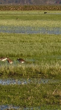 Kampfl&auml;ufer (Calidris pugnax) im Abendlicht, Trupp Kampfl&auml;ufer zieht &uuml;ber Feuchtwiesen im Abendlicht im Naturpark D&uuml;mmer