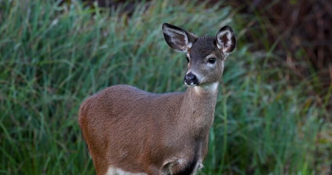 Columbian black-tailed deer (Odocoileus hemionus columbianus) on the Oregon coast.