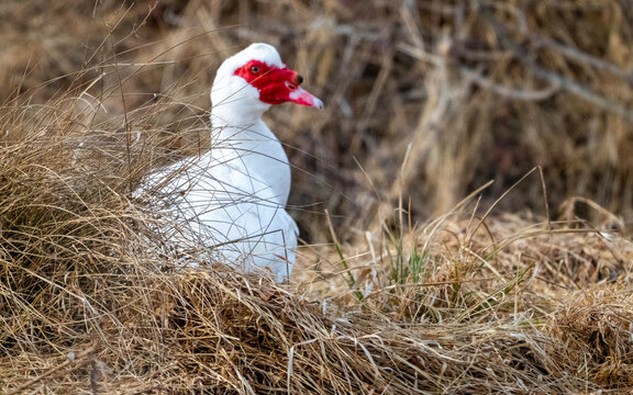 A white Muscovy Duck (Cairina moschata) with a distinctive red caruncled face, resting among dry, dormant winter grasses.