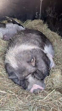 sleeping pig