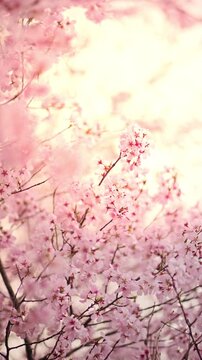 Close up of beautiful pink cherry blossoms blooming in spring season under soft natural sunlight, representing Japanese sakura festival, renewal, and wellness concept with a dreamy pastel aesthetic