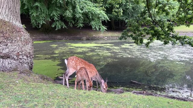white tailed deer with a kid