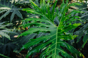 Lush green split leaf Philodendron in tropical botanical garden greenhouse © reddish