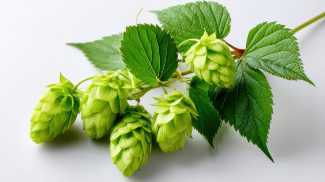 Fresh green hops with vibrant leaves on a clean white background, showcasing detailed hop cone flowers. 