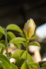 Obraz premium Ora-pro-nobis flower (Pereskia aculeata), beautiful ora-pro-nobis flower (Pereskia aculeata) still in bud before opening, selective focus.
