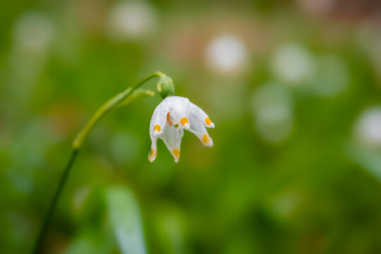 Fr&uuml;hlings-Knotenblume (Leucojum vernum), auch M&auml;rzenbecher, M&auml;rzbecher, M&auml;rzgl&ouml;ckchen oder Gro&szlig;es Schneegl&ouml;ckchen genannt
