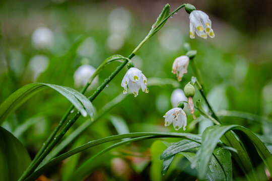 Fr&uuml;hlings-Knotenblume (Leucojum vernum), auch M&auml;rzenbecher, M&auml;rzbecher, M&auml;rzgl&ouml;ckchen oder Gro&szlig;es Schneegl&ouml;ckchen genannt