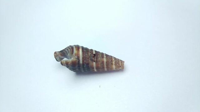 Macro video of seashell rotating on a clean white background. Captured in soft lighting with smooth motion, highlighting natural texture, shape, and details of marine shell.