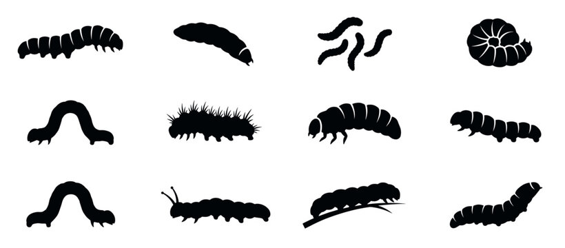 Caterpillars and larvae vector silhouettes set, showing various insect forms including grubs, inchworms, and hairy caterpillars for biology and nature designs.