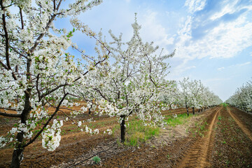 Fototapeta premium Rows of apple trees with lots of white flowers growing in the garden