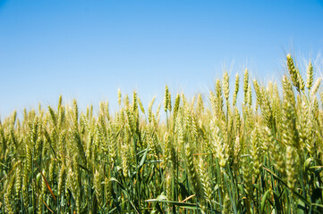 Obraz premium Ripening wheat field