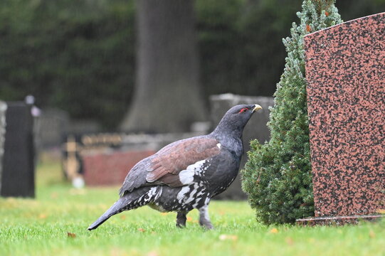 Western capercaillie walking on a graveyard