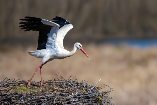 White stork taking off from a stick nest