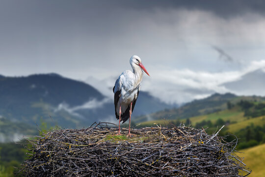 White stork standing on large nest in mountains