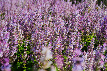 Obraz premium Purple sage flowers blooming in a sunlit field.