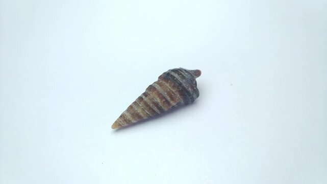 Macro video of seashell rotating on a clean white background. Captured in soft lighting with smooth motion, highlighting natural texture, shape, and details of marine shell.