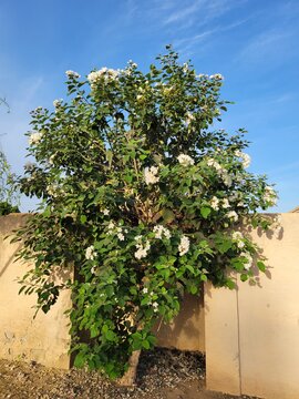 Anacahuita tree (also known as Cordia Boissieri, White Cordia, Mexican olive, Texas wild olive) flowering during Arizona spring