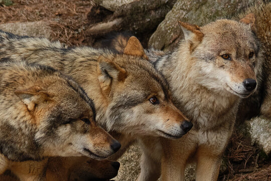 Three gray wolves standing alert together among rocks.