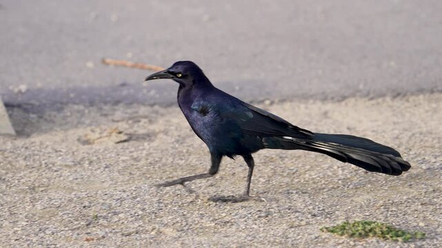Close up of a grackle walking in slow motion as colors shine in its feathers walking along a parking lot.